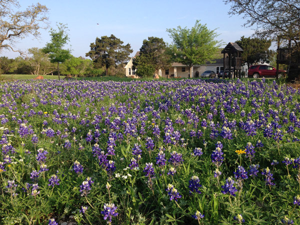 bluebonnets on the grounds of Riva Ridge Memory Care